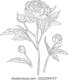 Elegant line art peonies. Flower bouquets. Trendy floral illustration of  branches, leaves, flowers. Vector elements for logo, invitation cards, save the date,  tattoo.