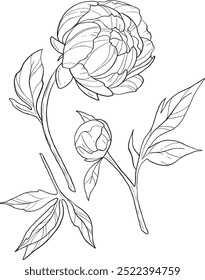 Elegant line art peonies. Flower bouquets. Trendy floral illustration of  branches, leaves, flowers. Vector elements for logo, invitation cards, save the date,  tattoo.