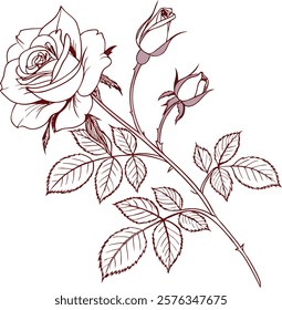 Elegant line art of rose flowers and leaves, perfect for digital and print designs