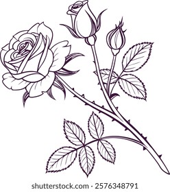 Elegant line art of rose flowers and leaves, perfect for digital and print designs.