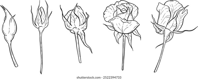 Elegant line art roses. Flower bouquets. Trendy floral illustration of  branches, leaves, flowers. Vector elements for logo, invitation cards, save the date,  tattoo.
