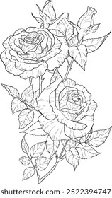 Elegantes rosas de arte de línea. Ramos de flores. Ilustración floral de moda de ramas, hojas, flores. Elementos Guardar de Vector para el logotipo, tarjetas de invitación, la fecha, tatuaje.