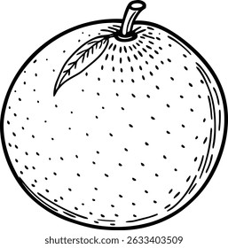 Elegant Line Art Vector Illustration of a Whole Orange Fruit on transparent background