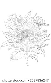 Elegant Line Art of a Vibrant Zinnia Flower