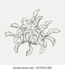 Elegant line drawing of a chrysanthemum flower. Simple, artistic sketch of chrysanthemum petals. Minimalist chrysanthemum illustration on a plain background. Vintage art drawing, isolated vector.