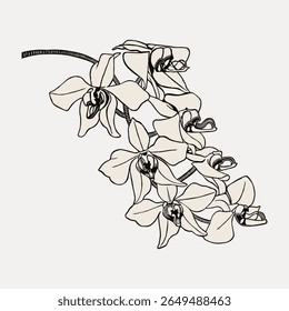 Elegant line drawing of orchids. Black and white orchid illustration with intricate details. Perfect for floral design, botanical art, or nature-themed projects. Vintage flower illustration vector.