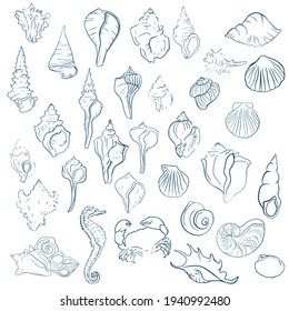 Elegant line sea shells, vector art pattern illustration.