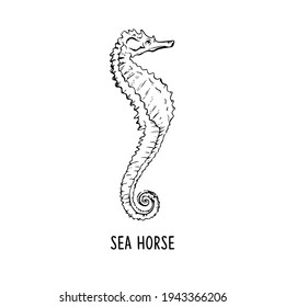 Elegant line seahorse, vector art illustration