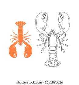 Elegant linear illustration of lobster isolated on white background. Underwater creature hand drawn realistic vector sketch drawing. Sea food logo template.
