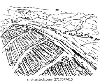 Elegante linha solta campos de vinhedo paisagem arte