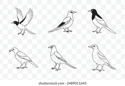 Elegant Magpie Line Art Vector Set Perfect for Designers and Artists Seeking High Quality Avian Illustrations