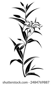 Elegant and minimalist design of a single lily blooming flower with delicate petals and leaves captured in silhouette