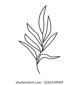 Elegant minimalistic black outline botanical individual grass or twig decorative element isolated on white background for a variety of graphic design uses.