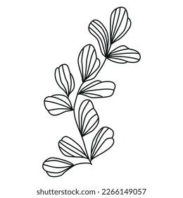 Elegant minimalistic black outline botanical individual grass or twig decorative element isolated on white background for a variety of graphic design uses.