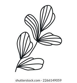 Elegant minimalistic black outline botanical individual grass or twig decorative element isolated on white background for a variety of graphic design uses.