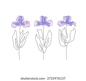 Ilustração monolina elegante da íris, composição vetorial isolada no fundo branco