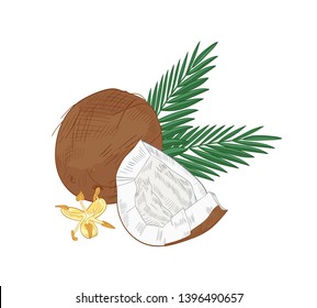 Elegant natural drawing of cracked coconut, palm branches and blooming flowers isolated on white background. Organic edible tropical fruit or drupe. Hand drawn vector illustration in retro style.