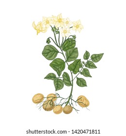 Elegant Natural Drawing Of Potato Plant With Flowers, Roots And Tubers. Edible Cultivated Tuberous Crop Isolated On White Background. Colorful Hand Drawn Vector Illustration In Vintage Style.