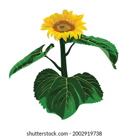 Elegant natural realistic drawing of sunflower head with leaves. Detail flower hand drawn on white background. 