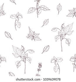Elegant natural seamless pattern with basil leaves hand drawn with contour lines on white background. Backdrop with aromatic herb. Botanical vector illustration for textile print, wrapping paper.