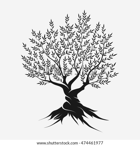 elegant olive tree isolated