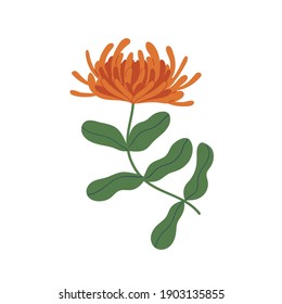 Elegant orange chrysanthemum with stem and leaves. Gorgeous fall flower with lush petals. Botanical floral element. Colorful flat vector illustration isolated on white background