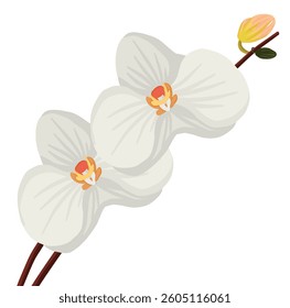 An elegant orchid illustration, featuring smooth white blooms and a slender brown stem, radiating sophistication and calmness.