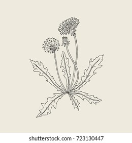 23,092 Dandelion drawing Images, Stock Photos & Vectors | Shutterstock