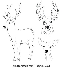 Elegant outline drawing of deer, vector illustration.