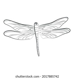 Elegante esquema de dibujo de libélula. Ilustración vectorial.