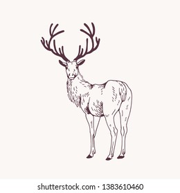 Elegant outline drawing male deer stag looking back  Gorgeous forest animal and antlers hand drawn and contour lines light background  Monochrome vector illustration in engraving style 