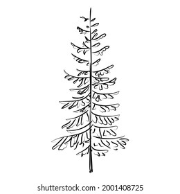 Elegant outline drawing of pine tree. Vector illustration. 