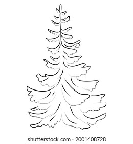 Elegant outline drawing of pine tree. Vector illustration. 