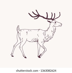 Elegant outline drawing walking male deer  reindeer stag and beautiful antlers  Gorgeous forest animal drawn and contour lines light background  Side view  Monochrome vector illustration 