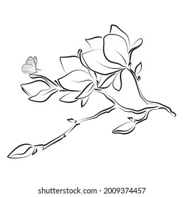 Elegant outline sketching of magnolia flowers, vector illustration
