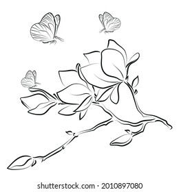Elegant outline sketching of magnolia flowers, vector illustration