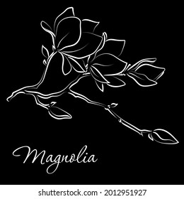 Elegant outline sketching of magnolia flowers, vector illustration