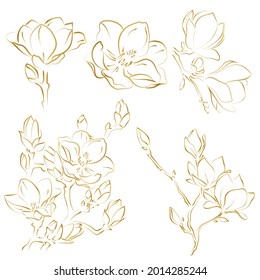 Elegant outline sketching of magnolia flowers, vector illustration