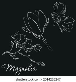 Elegant outline sketching of magnolia flowers, vector illustration