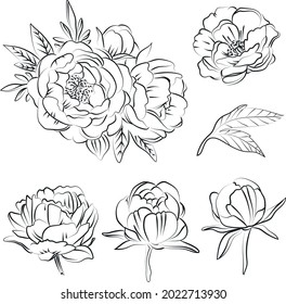 Elegant outline sketching of peony flower, vector illustration, seamless pattern