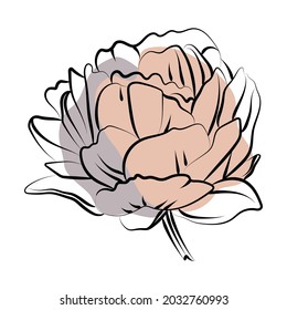 Elegant outline sketching of peony flower, vector illustration