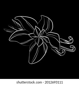 Elegant Outline Vanilla Flower On Black Background.