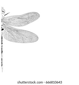 Elegant , partial  dragonfly insect detailed sketch in black and white