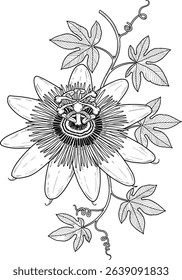 Elegant passion flower botanical line art illustration, perfect for invitations, branding, or any design needing a touch of delicate nature.  Detailed hand-drawn vector, isolated on white.