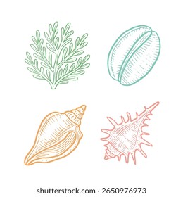 Elegant pastel seaweed and seashells line art set – detailed marine illustrations in soft colors, ideal for ocean-themed decor, beach designs, summer crafts, and coastal projects.
