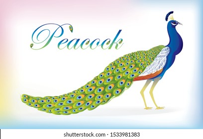 Elegant peacock with colorful shiny feather on the background in vector illustration