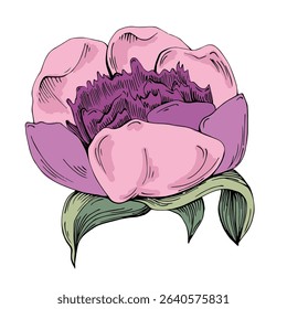 Elegant peonies flower illustration in realistic botanical style, isolated on white background, perfect for wedding invitations, floral prints, greeting cards, packaging design, and romantic decor