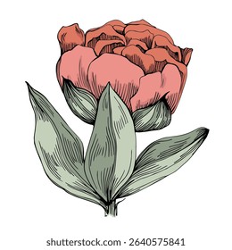 Elegant peonies flower illustration in realistic botanical style, isolated on white background, perfect for wedding invitations, floral prints, greeting cards, packaging design, and romantic decor