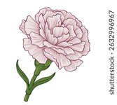 Elegant pink carnation flower vector illustration isolated on white background