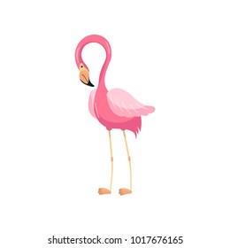 Elegant pink flamingo, exotic bird vector Illustration